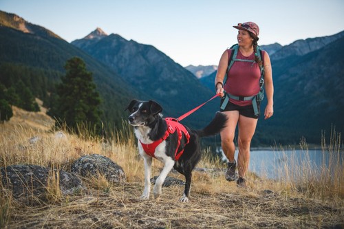 Ruffwear web master dog - web,