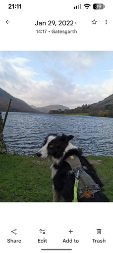 Ruffwear web master dog - web,